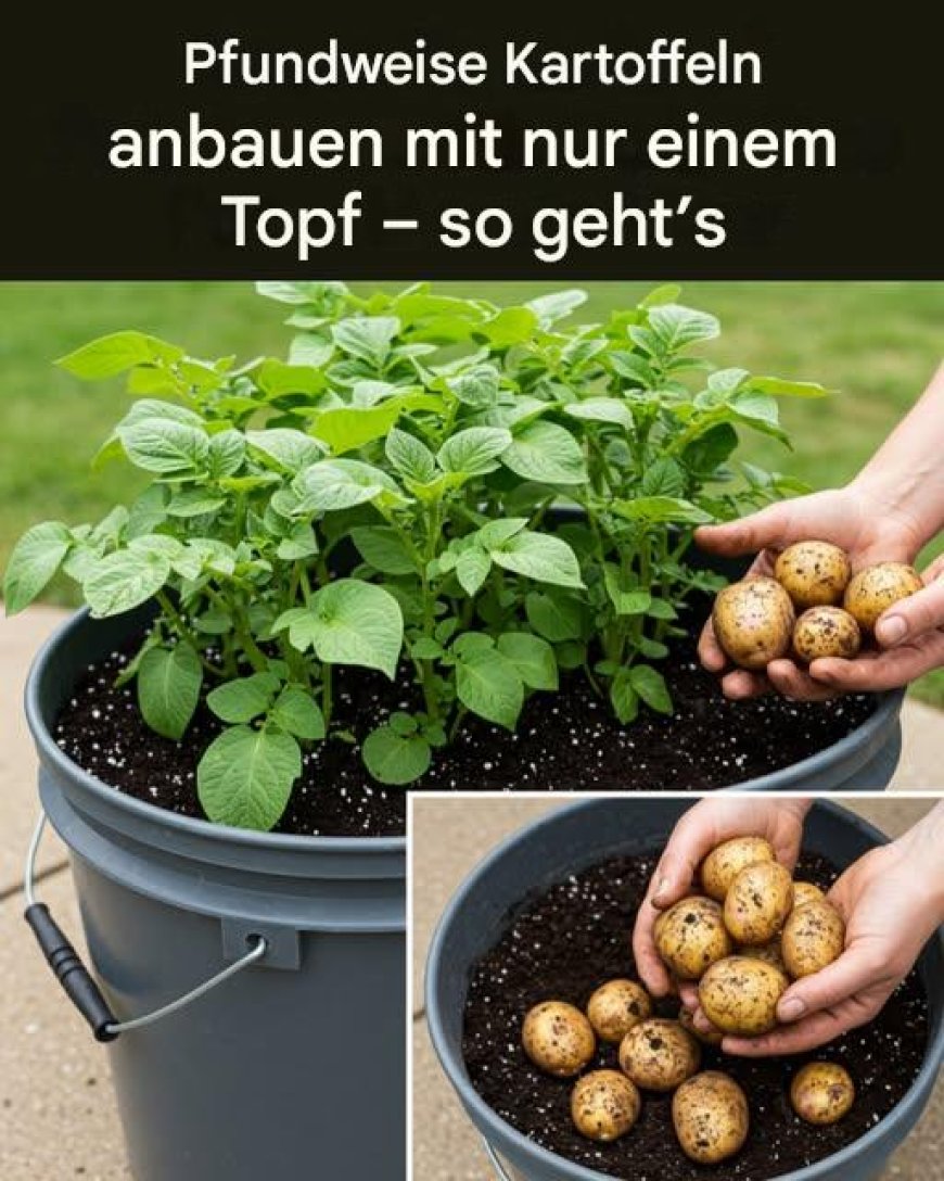 Schöne Kartoffeln Anbauen Topf Bilder